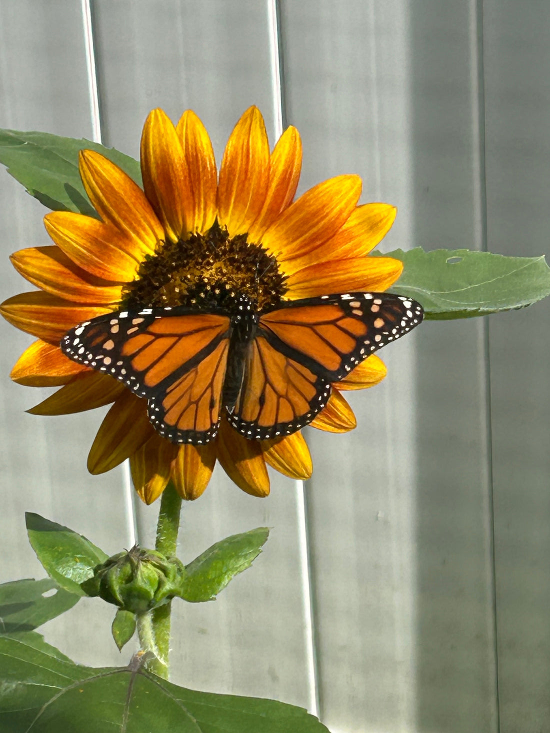 Creating a Butterfly Garden:  Understanding Host and Nectar Plants