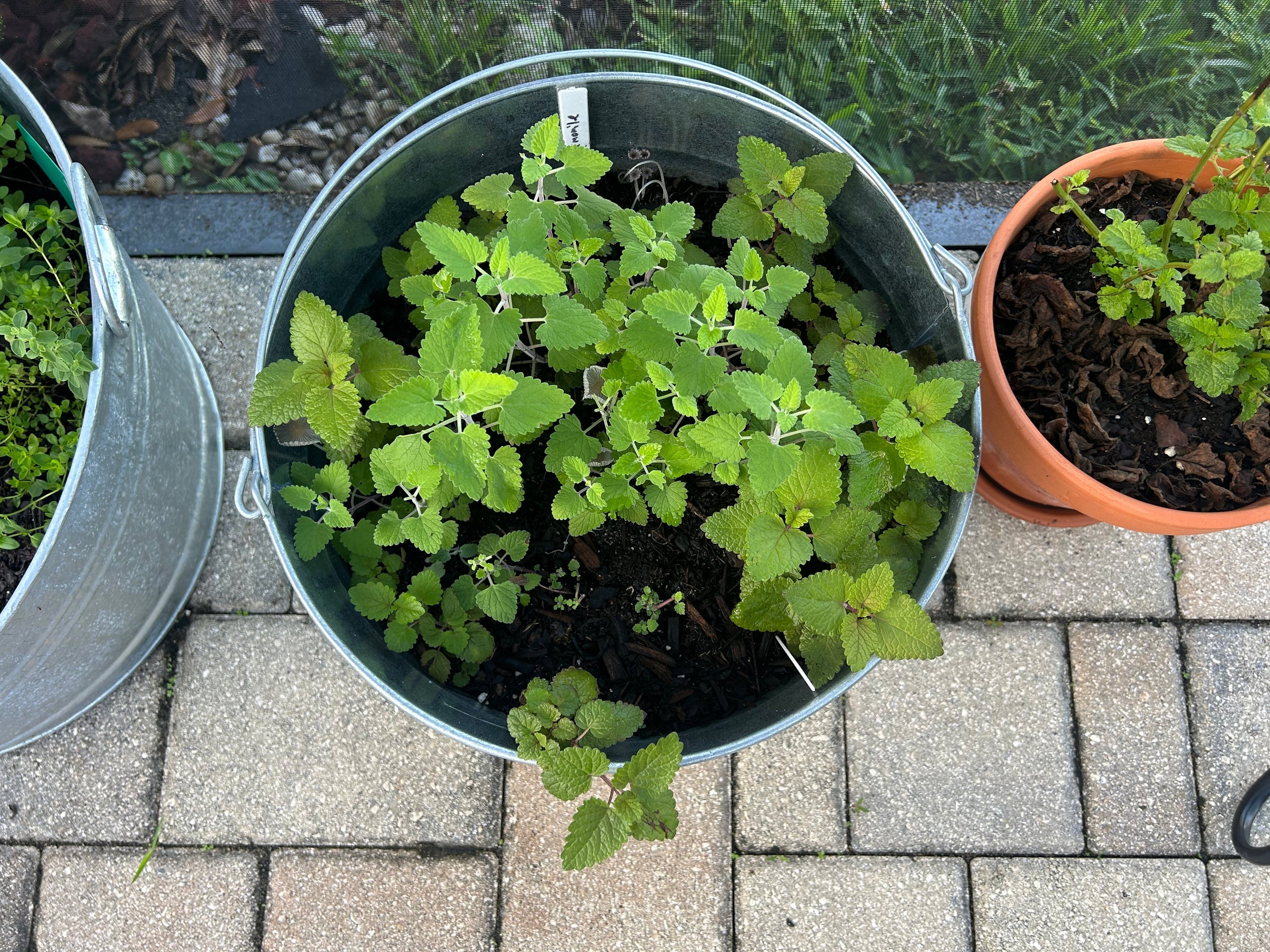 June Plant Spotlight:  Lemon Balm
