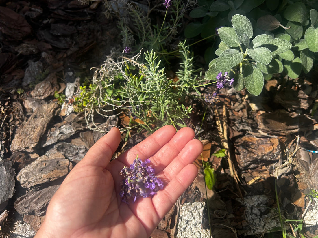 Lavender - My Favorite Herbal Ally
