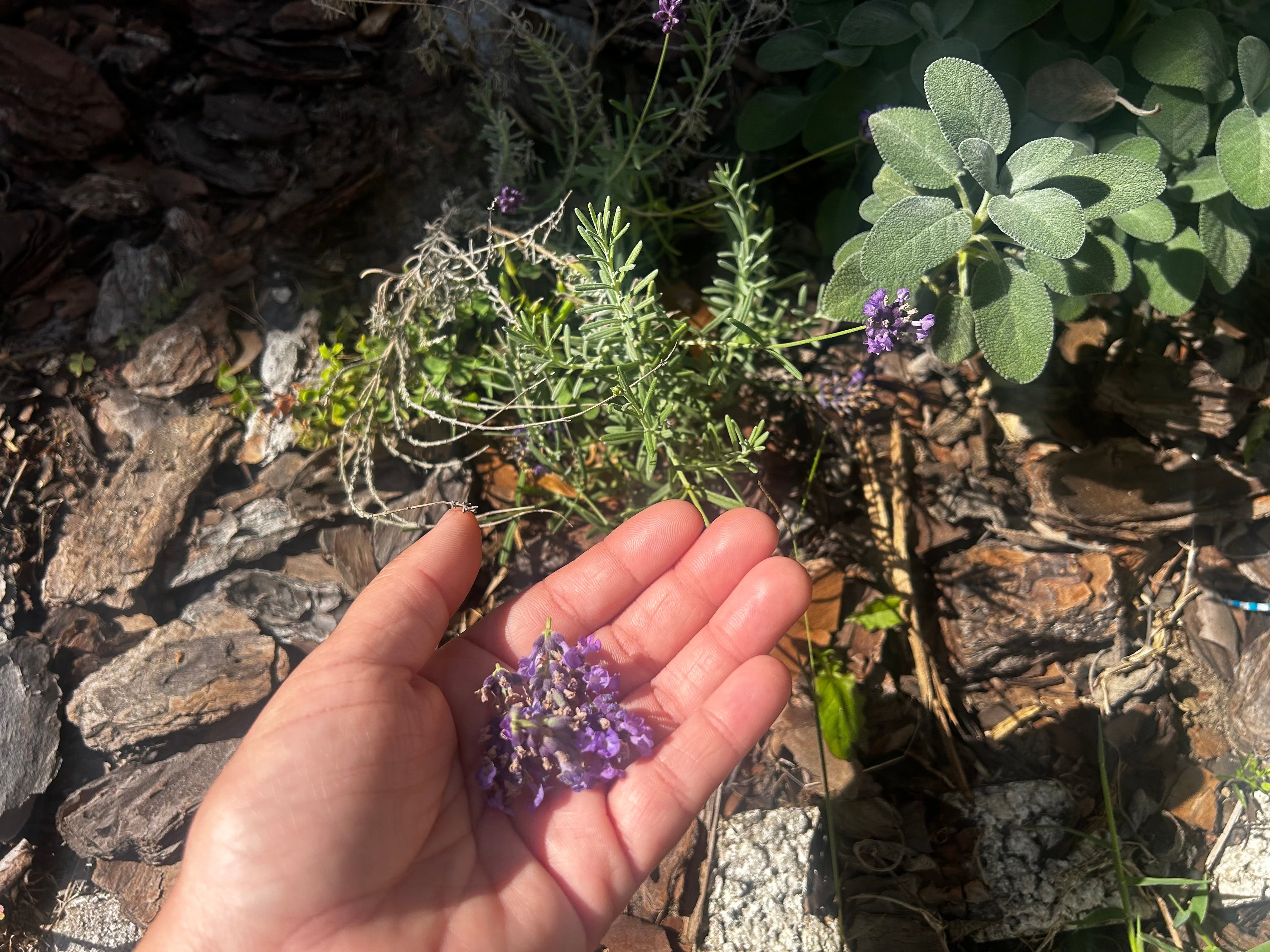 Lavender - My Favorite Herbal Ally