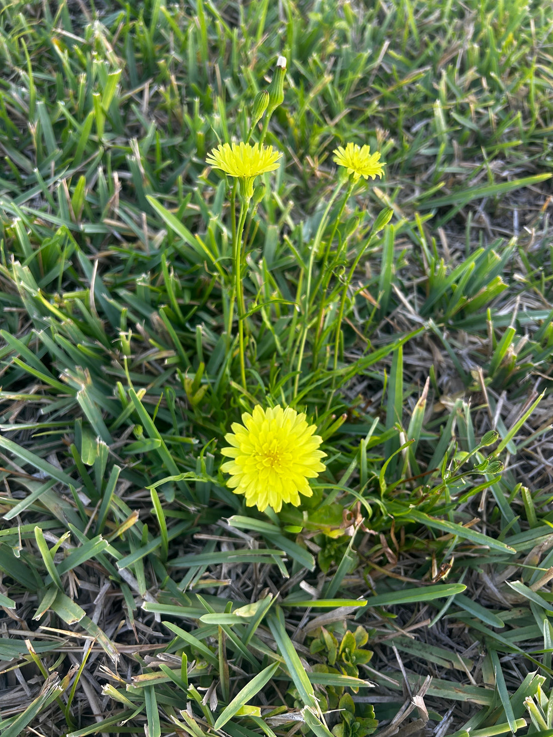 April Plant Spotlight:  Dandelion