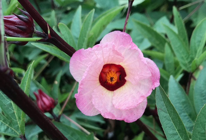 May Plant Spotlight:  Hibiscus
