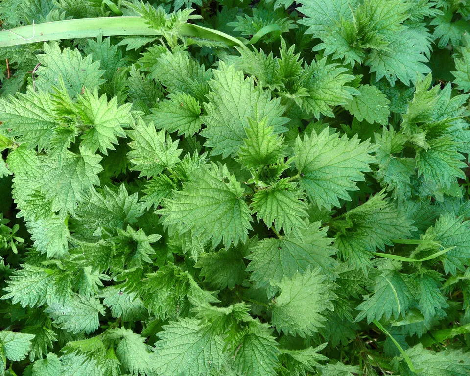 September Plant Spotlight:  Nettle - Benefits, Traditional Herbal Uses & Why It Deserves a Place in you Apothecary