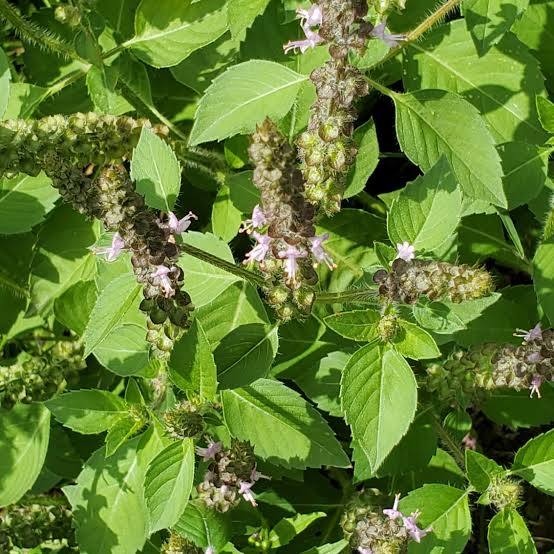 August Plant Spotlight:  Holy Basil (Tulsi):  An Adaptogenic Herb for Mind, Body and Spirit
