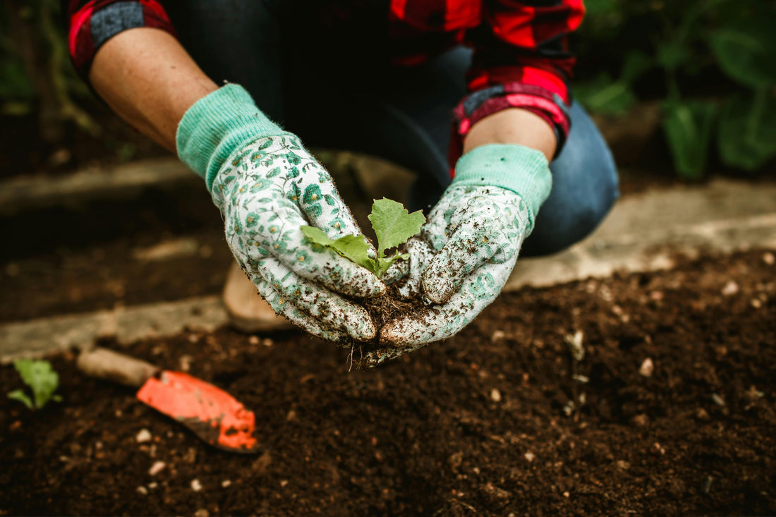 Grow a Garden, Nurture Your Heath:  6 Ways Gardening Supports Your Wellbeing