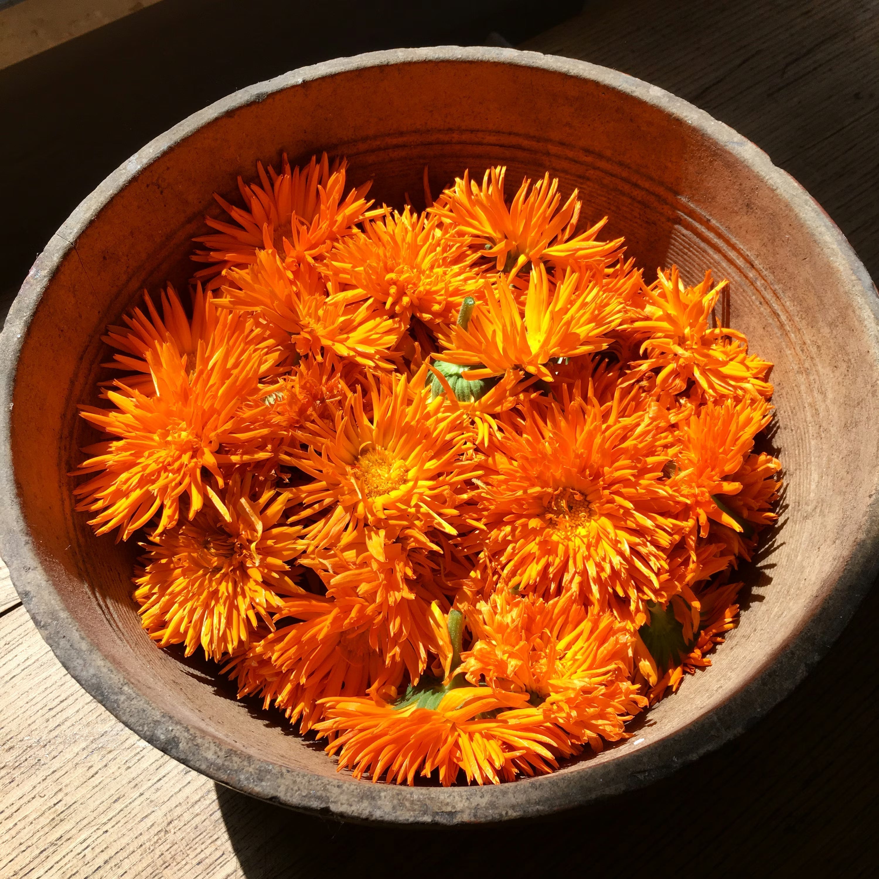 March Plant Spotlight:  Calendula