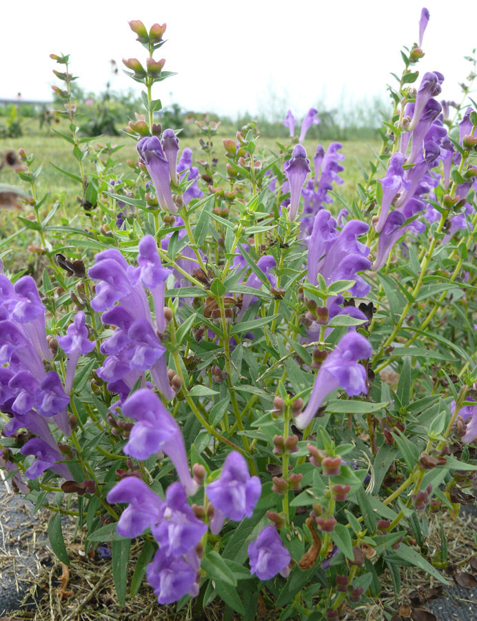 July Plant Spotlight:   Skullcap